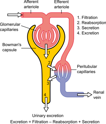 LumpedNephron.png