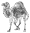 Perl